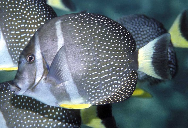 Acanthurus guttatus